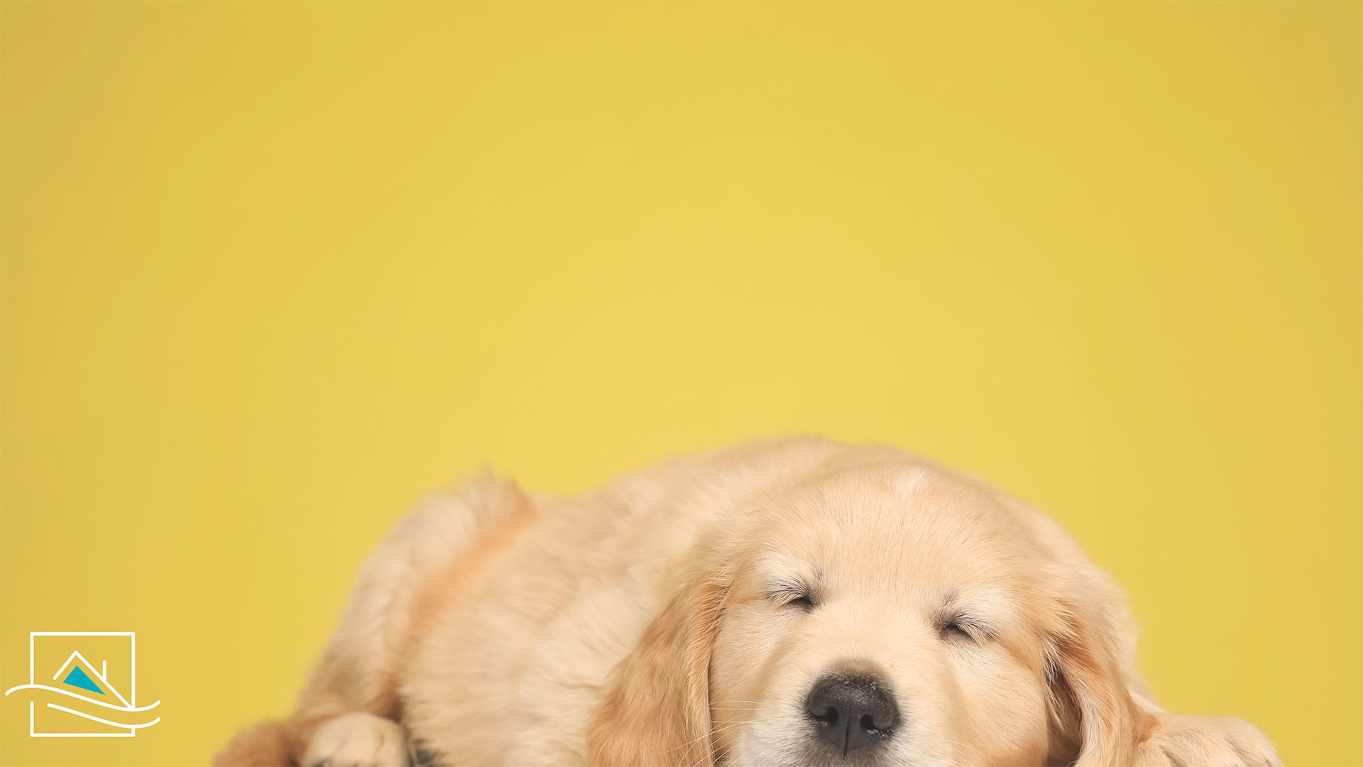 Pet-Friendly Flooring: Why Epoxy Is a Great Choice for Pet Owners
